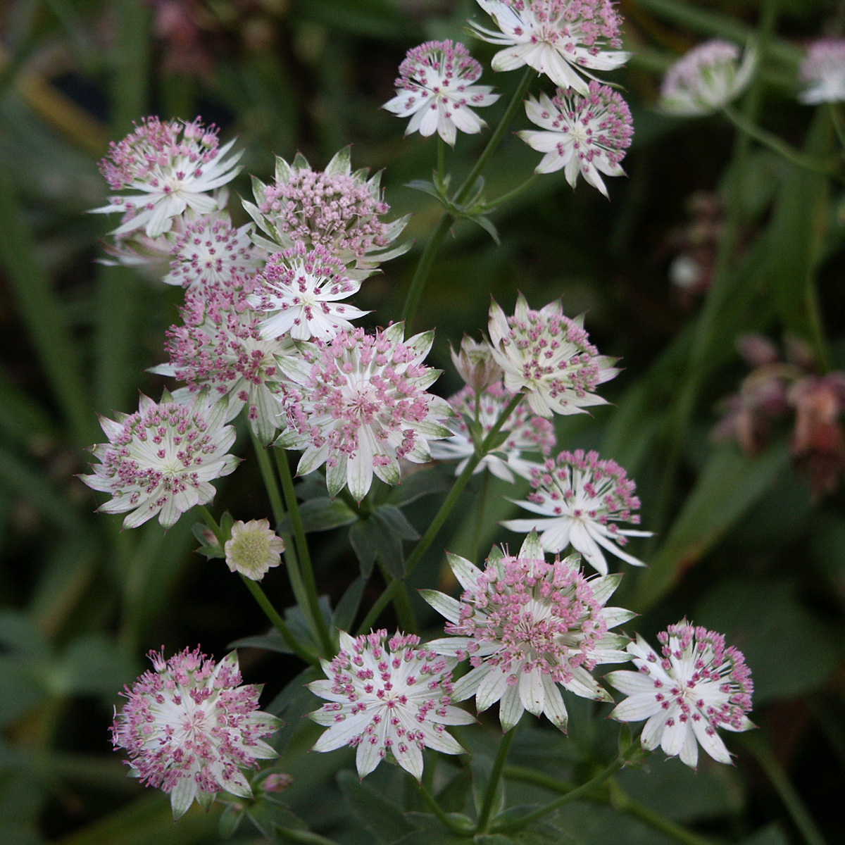 Stj&auml;rnflocka - Astrantia major Buckland (Krukstorlek: 0,5-1L)