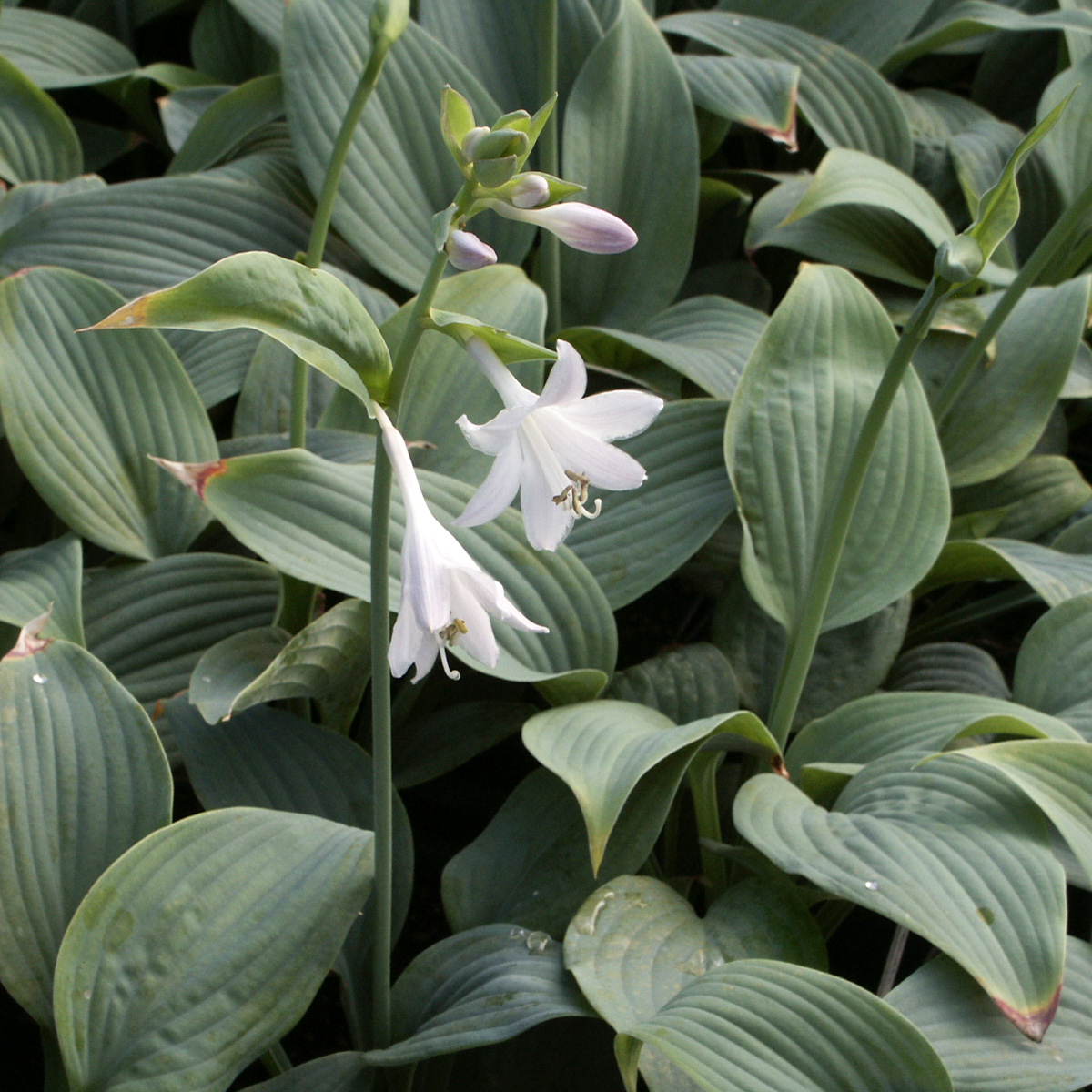 Funkia - Hosta hybr. Fragrant Blue (Krukstorlek: 0,5-1L)