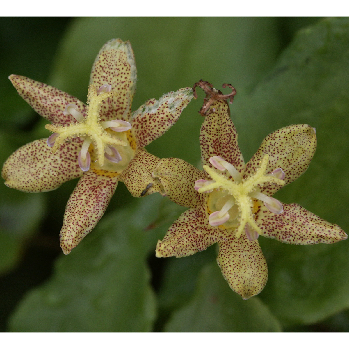 Gul Skugglilja - Tricyrtis latifolia (Krukstorlek: 0,5-1L)