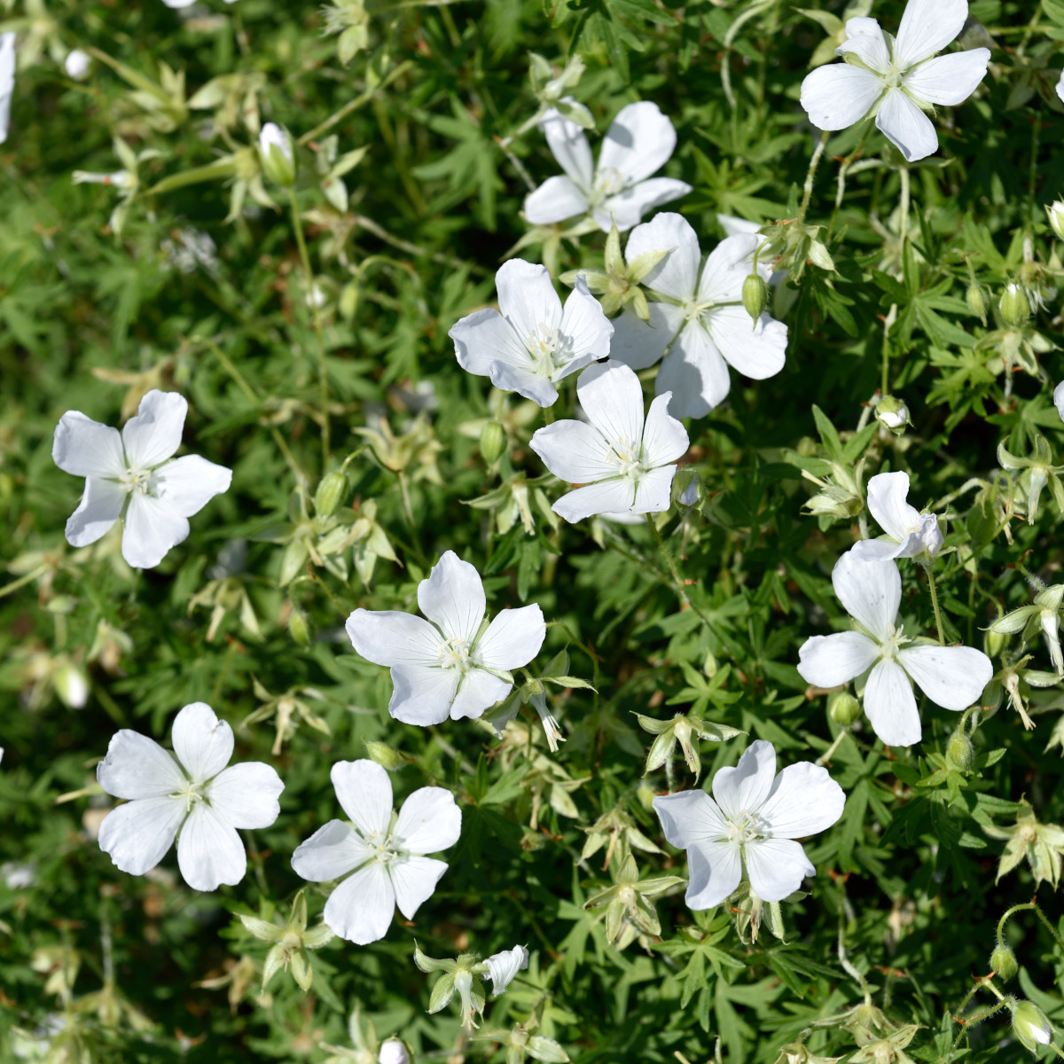Blodn&auml;va - Geranium sanguineum Snowflake (Krukstorlek: 0,5-1L)