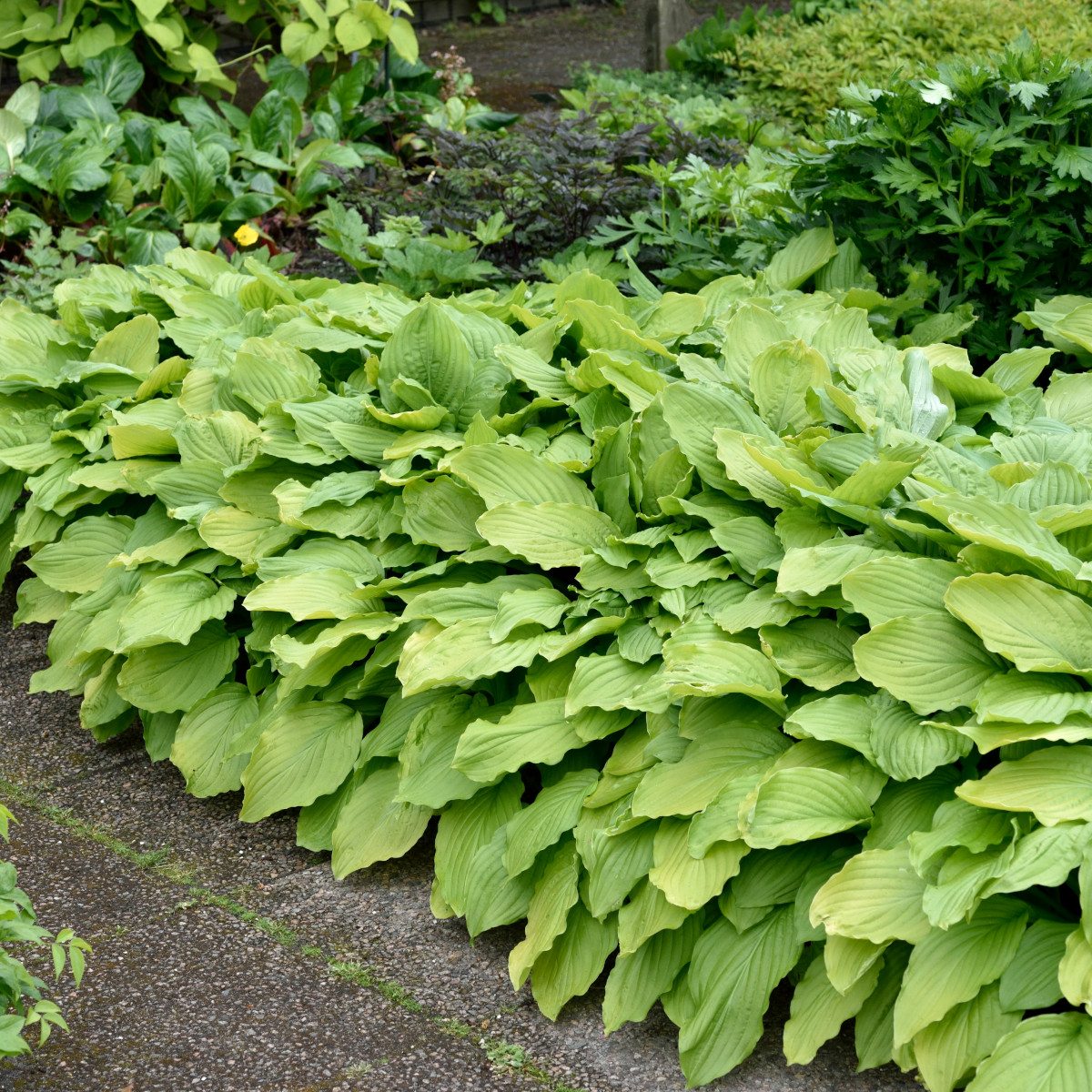Funkia - Hosta hybr. Honeybells (Krukstorlek: 0,5-1L)
