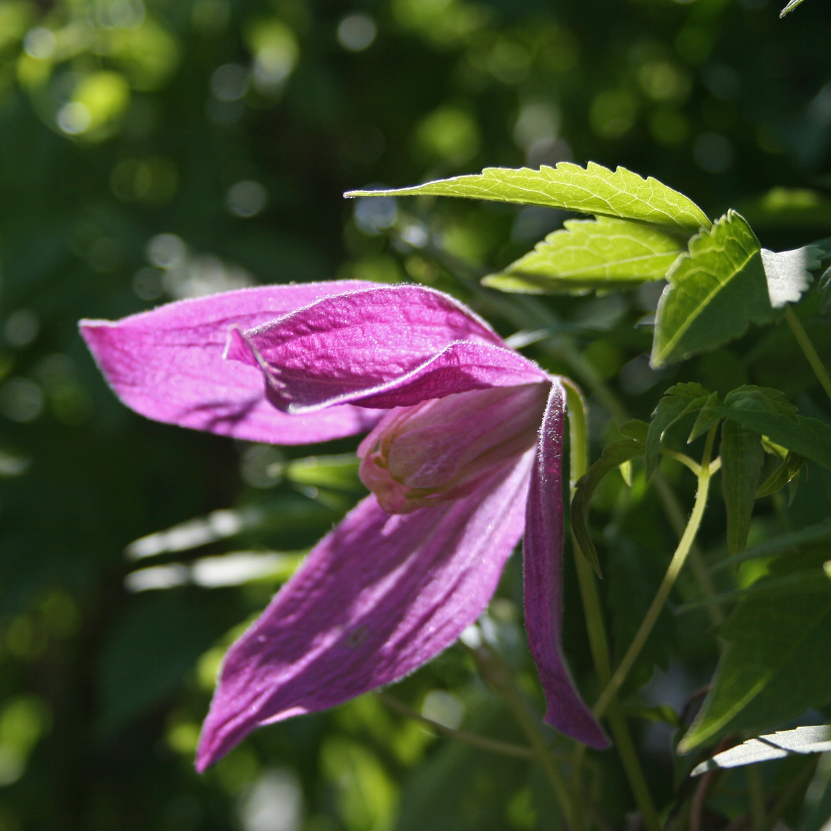 Klematis - Clematis atragene Ruby (Storlek: C2)