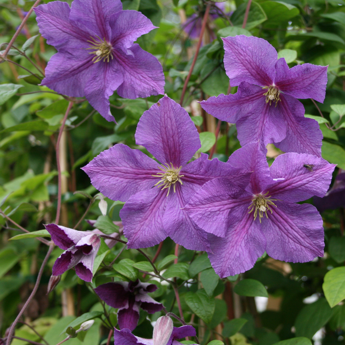 Jackmanklematis - Clematis jackmanii Victoria (Storlek: C2)