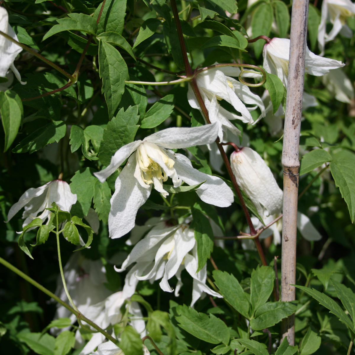 Klematis - Clematis atragene White Swan (Storlek: C2)