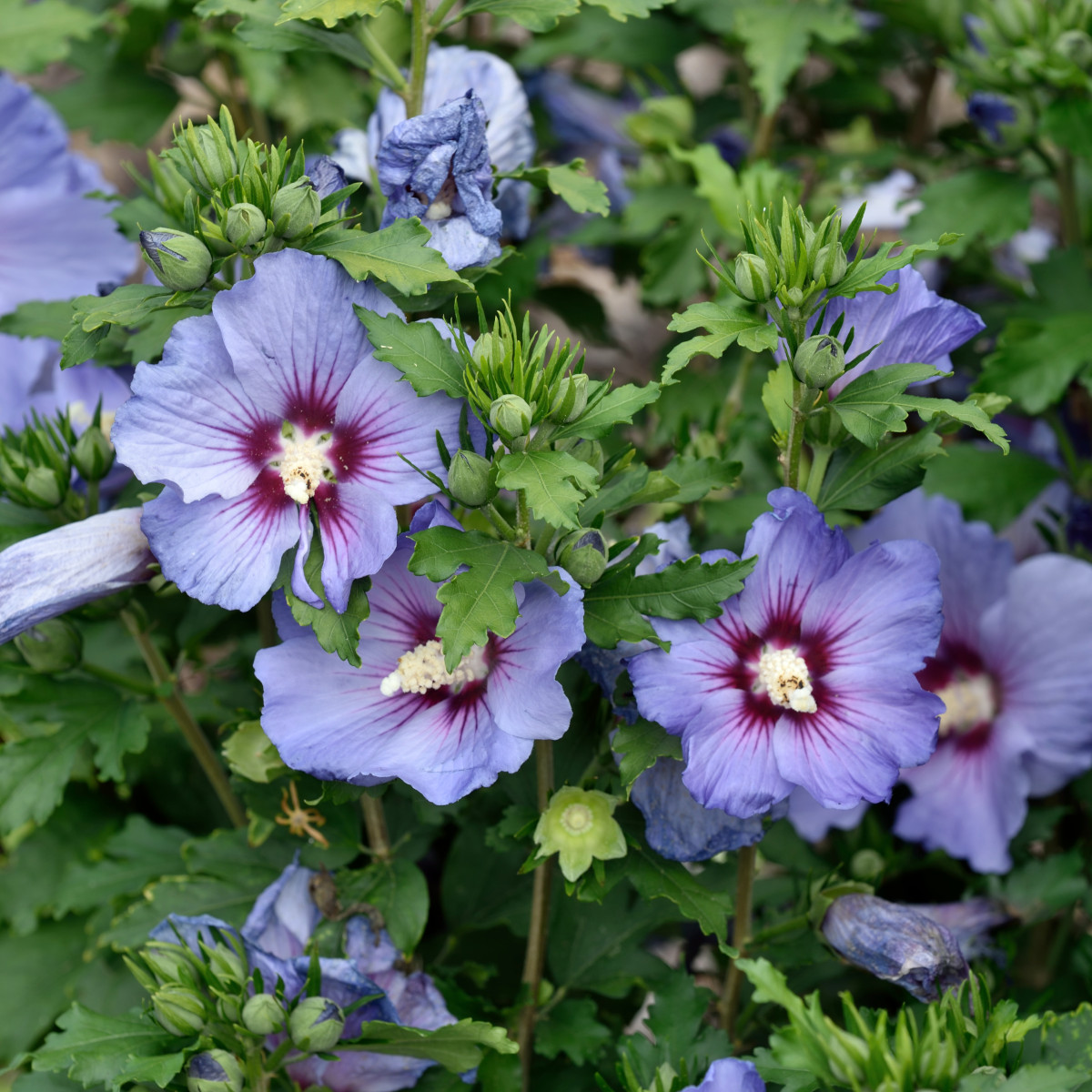 Frilandshibiskus - Hibiscus syriacus Oiseau Bleu (Storlek: 40-50 C3)