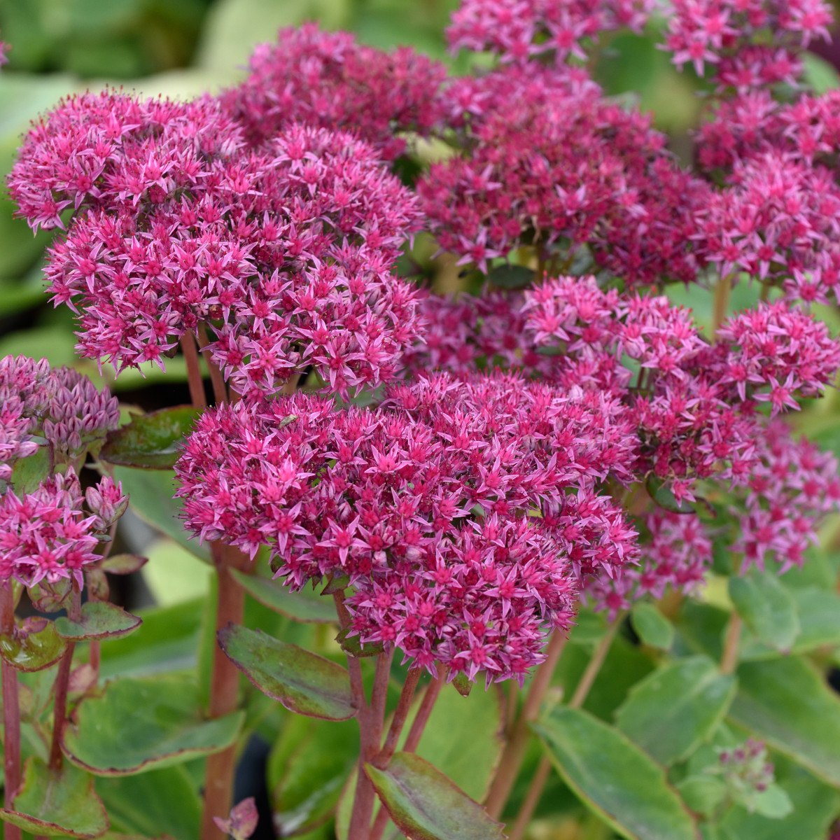 K&auml;rleks&ouml;rt - Hylotelephium hybr. Carl (Krukstorlek: 0,5-1L)