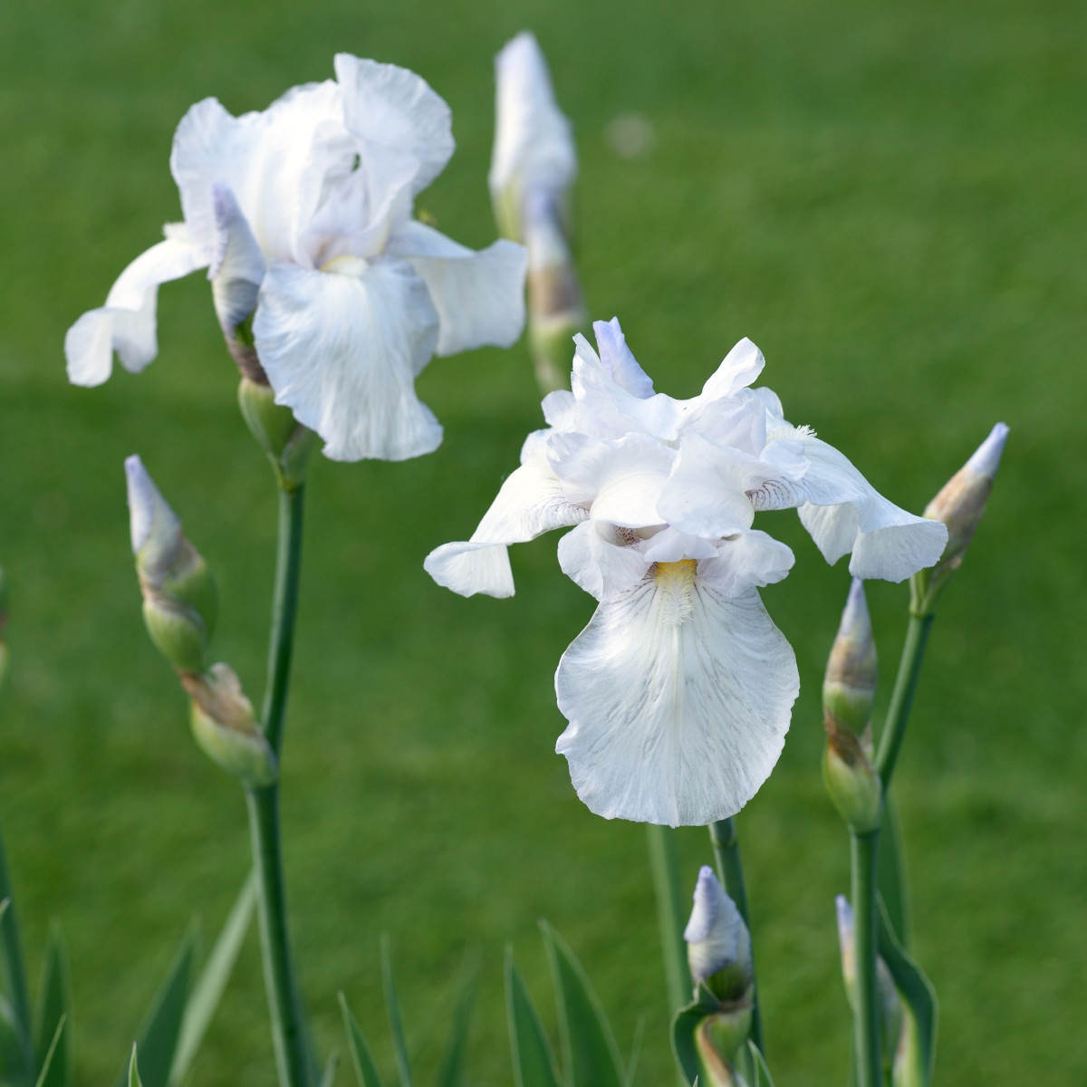 Trädgårdsiris - Iris germanica English Cottage (Krukstorlek: 0,5-1L)