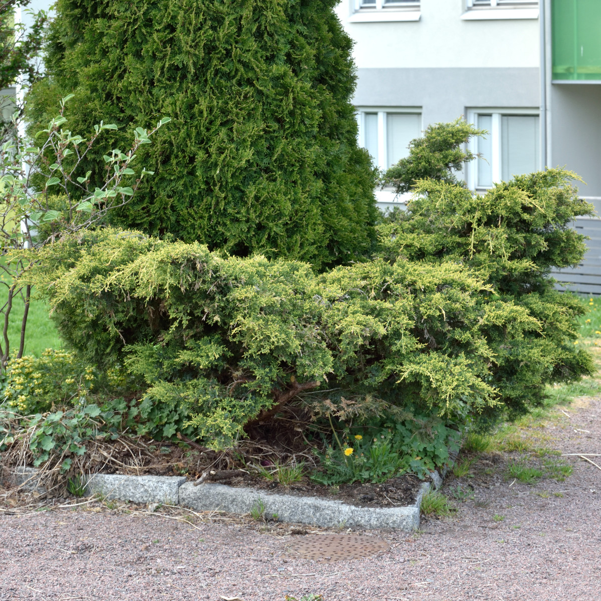 Tr&auml;dg&aring;rdsen - Juniperus x pfitzeriana Gold Star (Storlek: 20-25 C2)