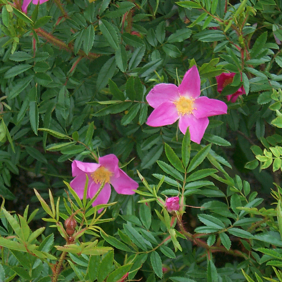 Glansros - Rosa nitida (Krukstorlek: 3L)