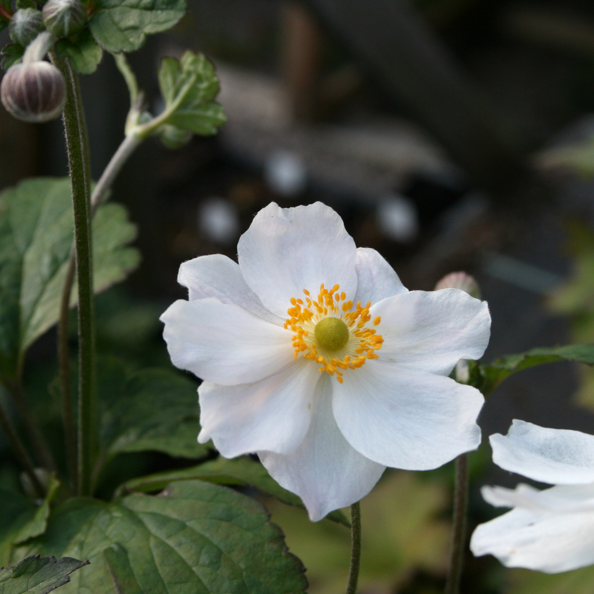Stor Höstanemon - Anemone x hybrida Andrea Aktinson (Krukstorlek: 0,5-1L)