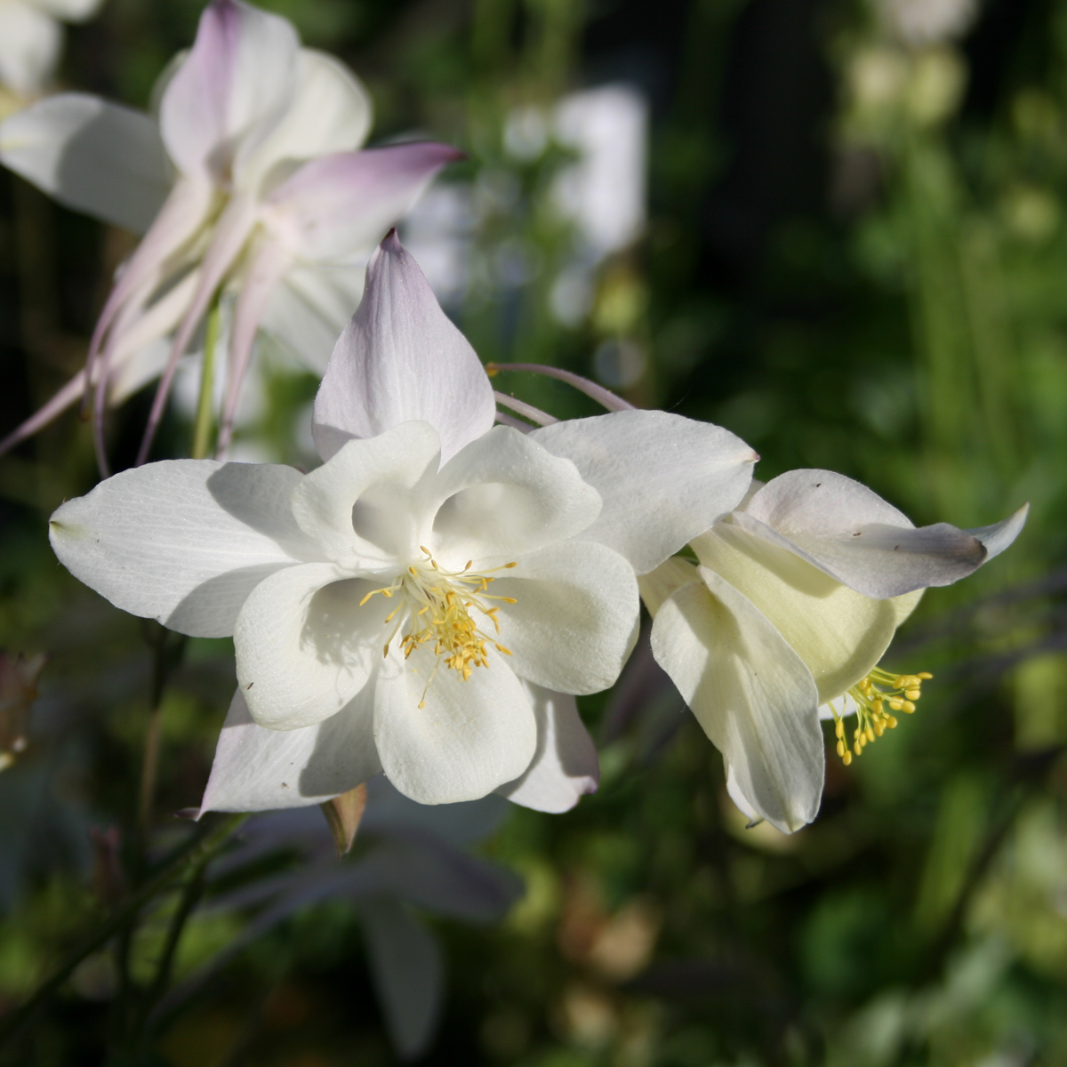 Pastellakleja - Aquilegia x cultorum Kristall (Krukstorlek: 0,5-1L)