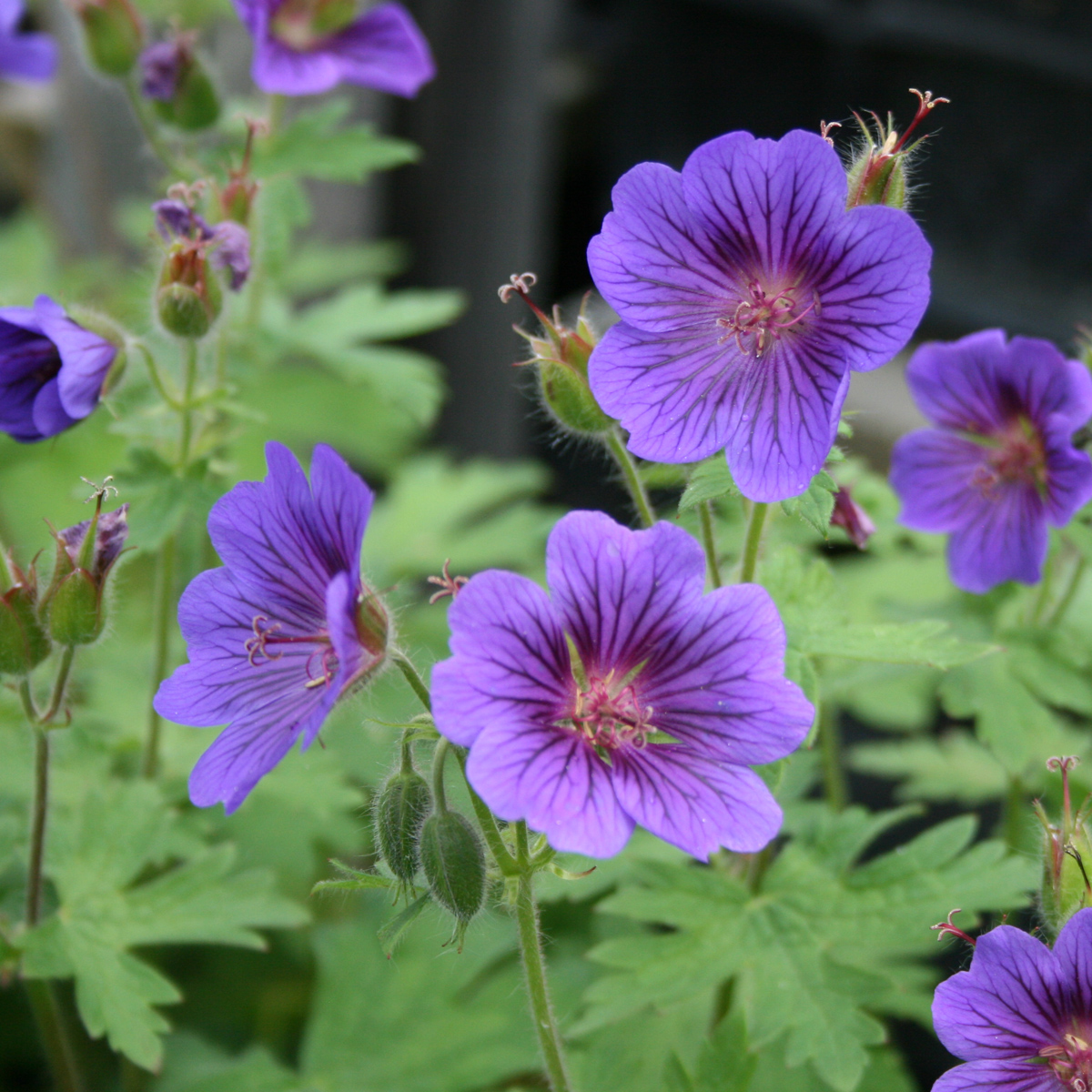 Kungsnäva - Geranium x magnificum Blue Blood (Krukstorlek: 0,5-1L)