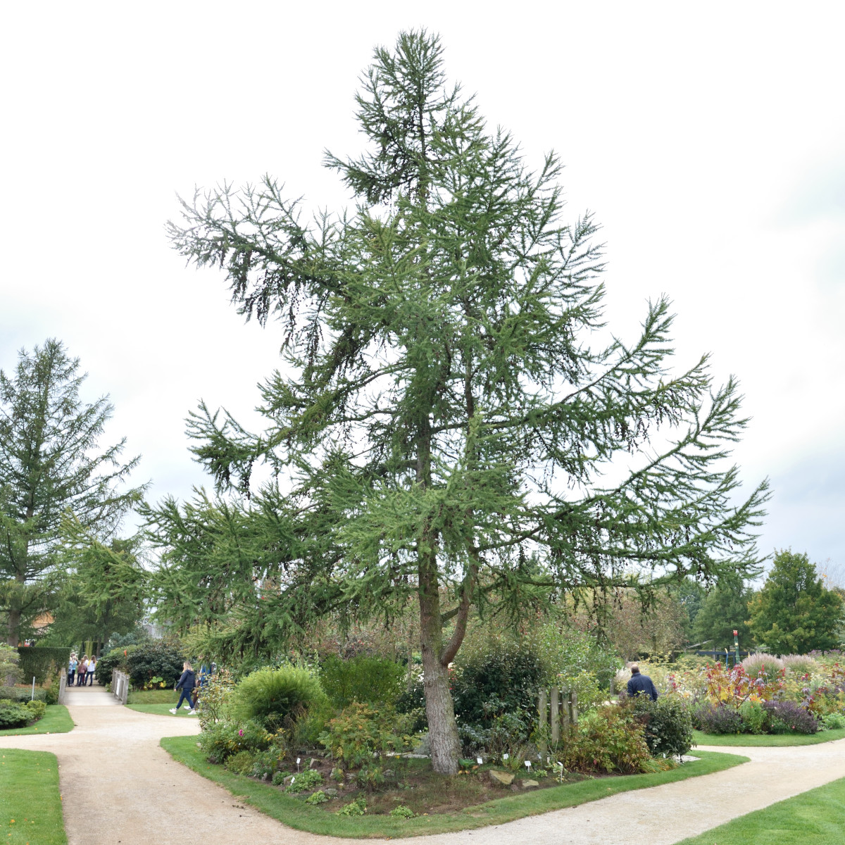 Japansk L&auml;rk - Larix kaempferi (Storlek: 100-125 co)