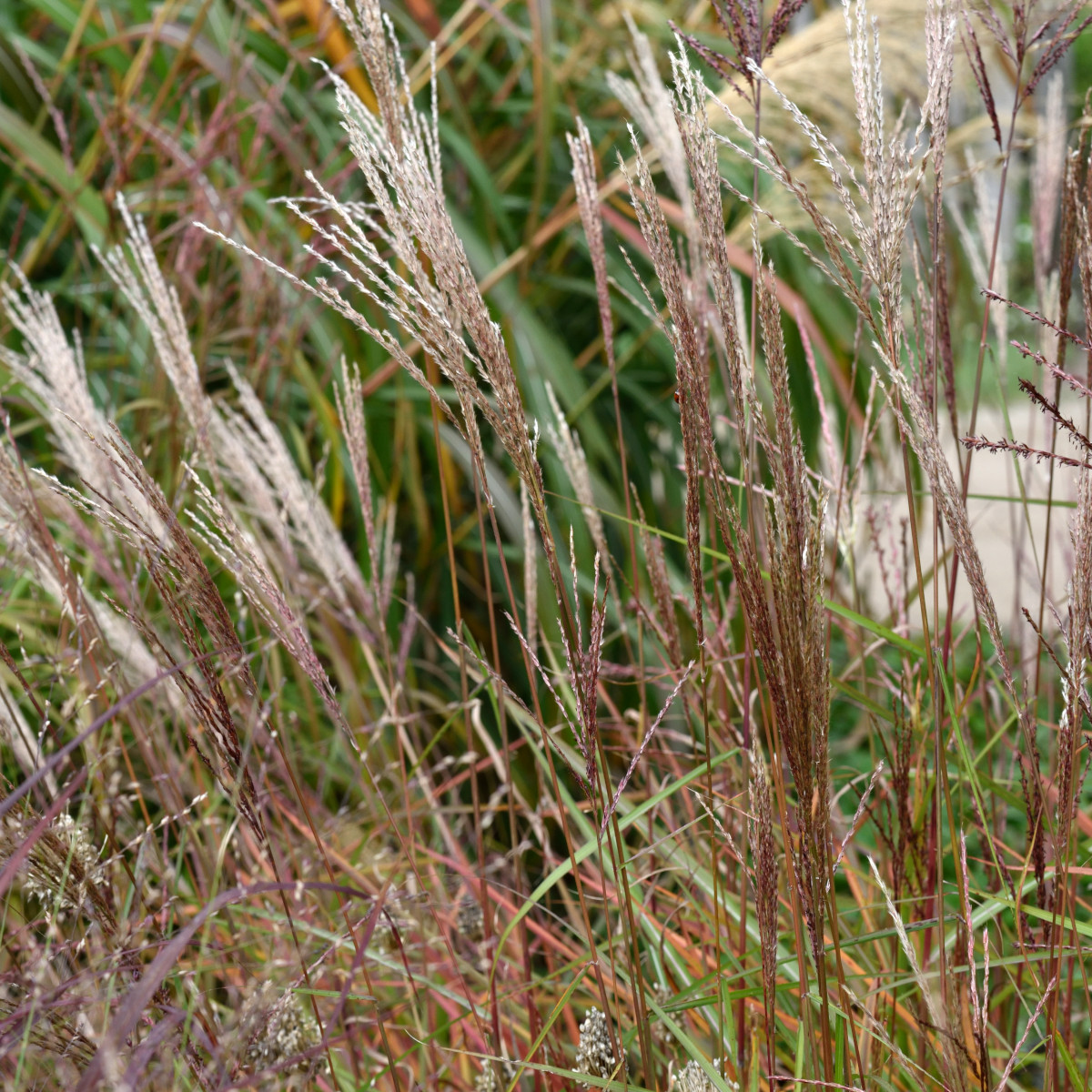 Glansmiskantus - Miscanthus sinensis Nippon (Krukstorlek: 0,5-1L)