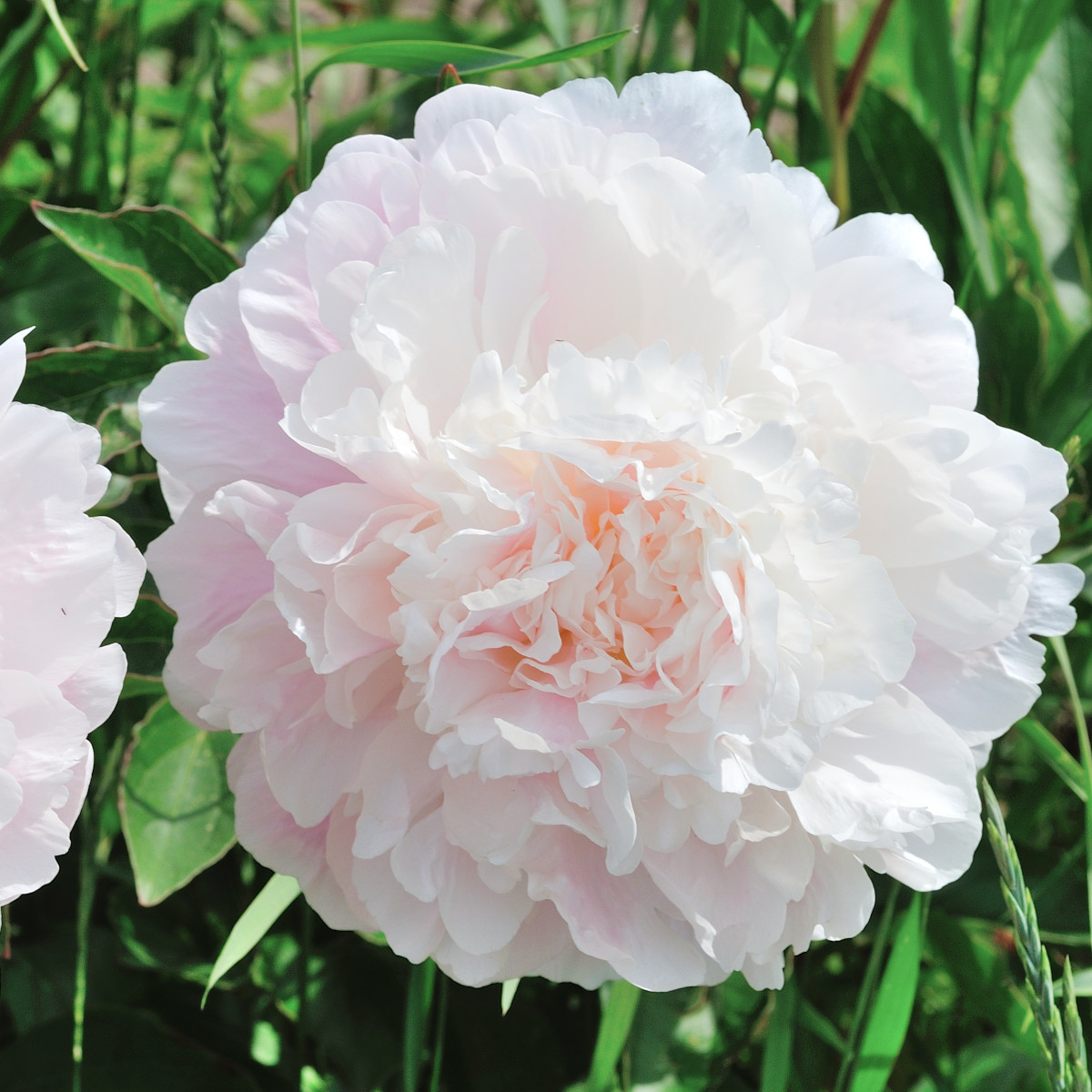 Luktpion, (höstleverans) - Paeonia lactiflora Mister Ed