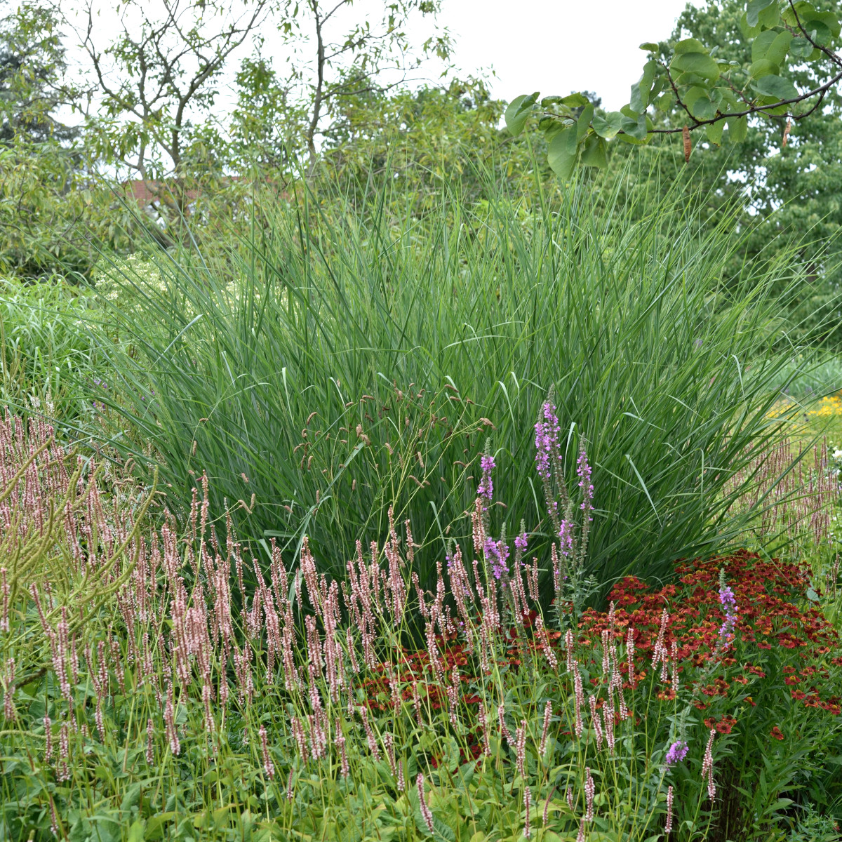Jungfruhirs - Panicum virgatum Cloud Nine ® (Krukstorlek: 0,5-1L)