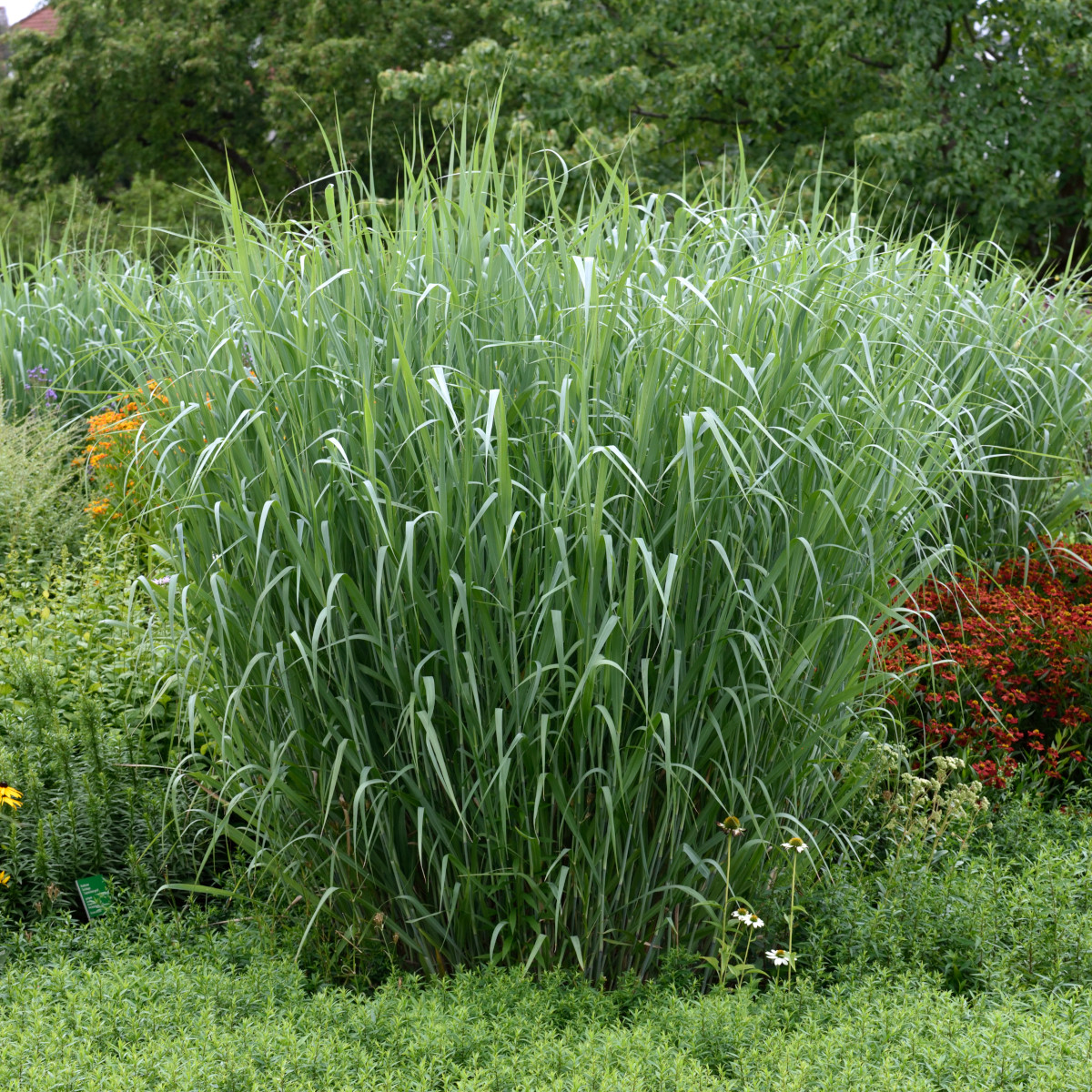 Jungfruhirs - Panicum virgatum Dallas Blues (Krukstorlek: 0,5-1L)