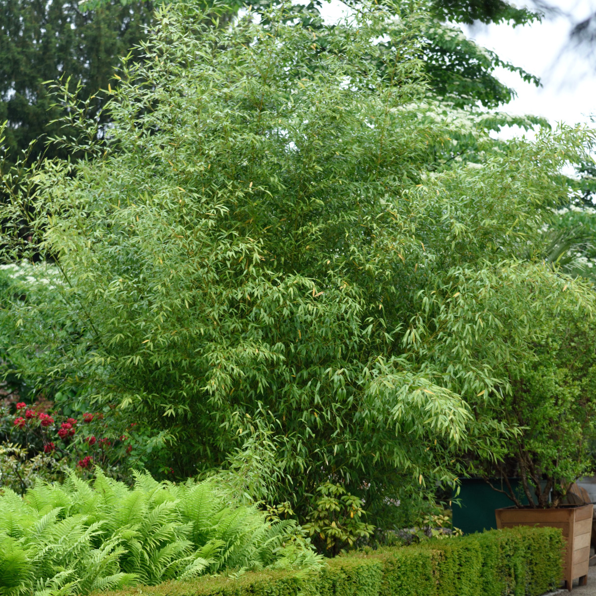 Gyllene Bambu - Phyllostachys aurea (Krukstorlek: 100-125 C5)