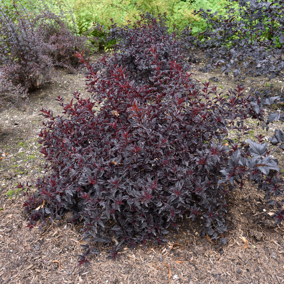 Sm&auml;llspirea - Physocarpus opulifolius All Black &reg; (Storlek: 30-40 C3)