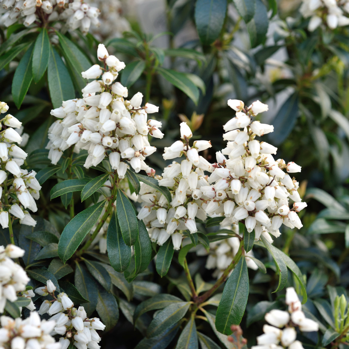 Japansk Buskrosling - Pieris japonica Bonfire (Storlek: 20-25 C2)