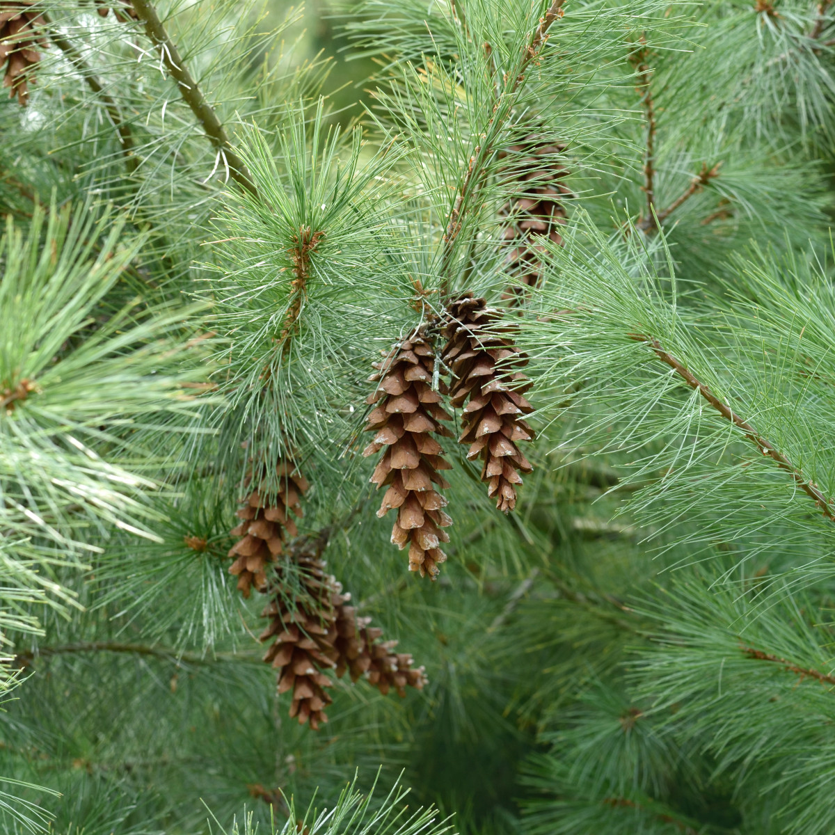 Weymouthtall - Pinus strobus (Storlek: 30-40 C3)