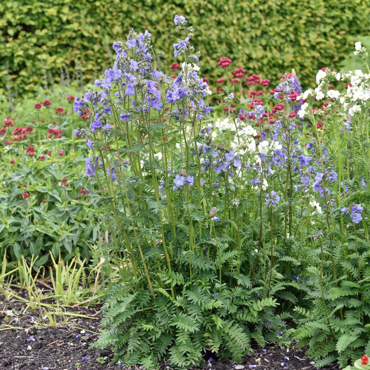 Japanskt Bl&aring;gull - Polemonium caeruleum subsp. yezoense Bressingham Purple (Krukstorlek: 0,5-1L)