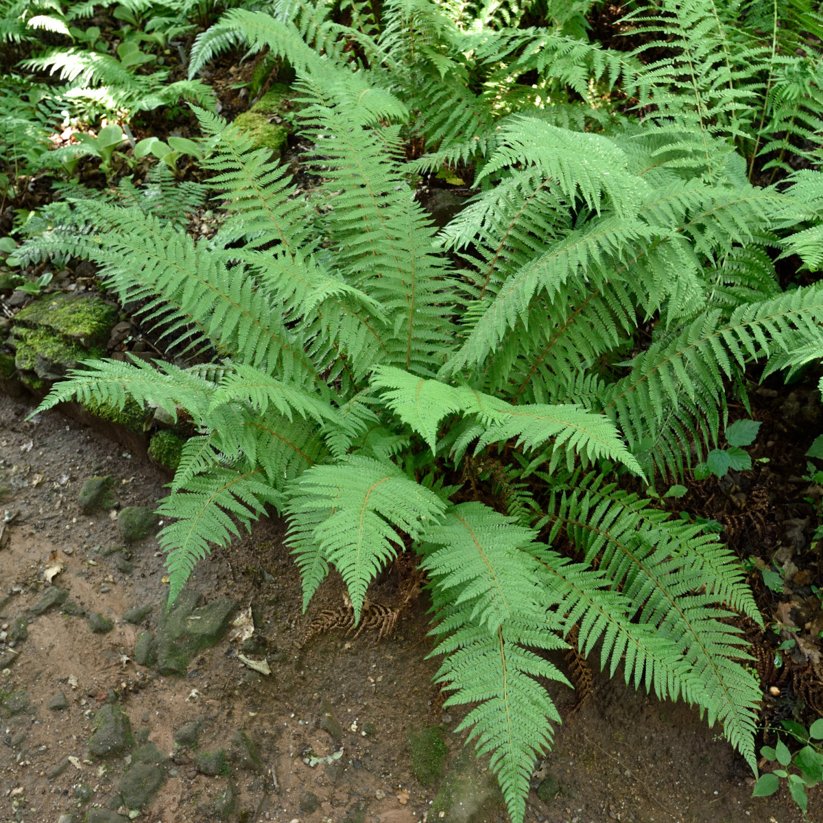 Spetsbräken - Polystichum setiferum (Krukstorlek: 0,5-1L)