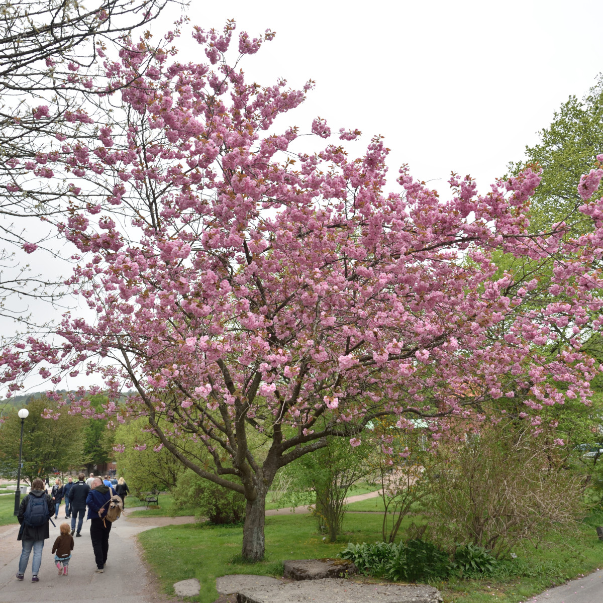 Japansk K&ouml;rsb&auml;r serrula stam - Prunus (Sato-zakura-Gruppen) Kanzan (Storlek: 180 serrula stam C20)
