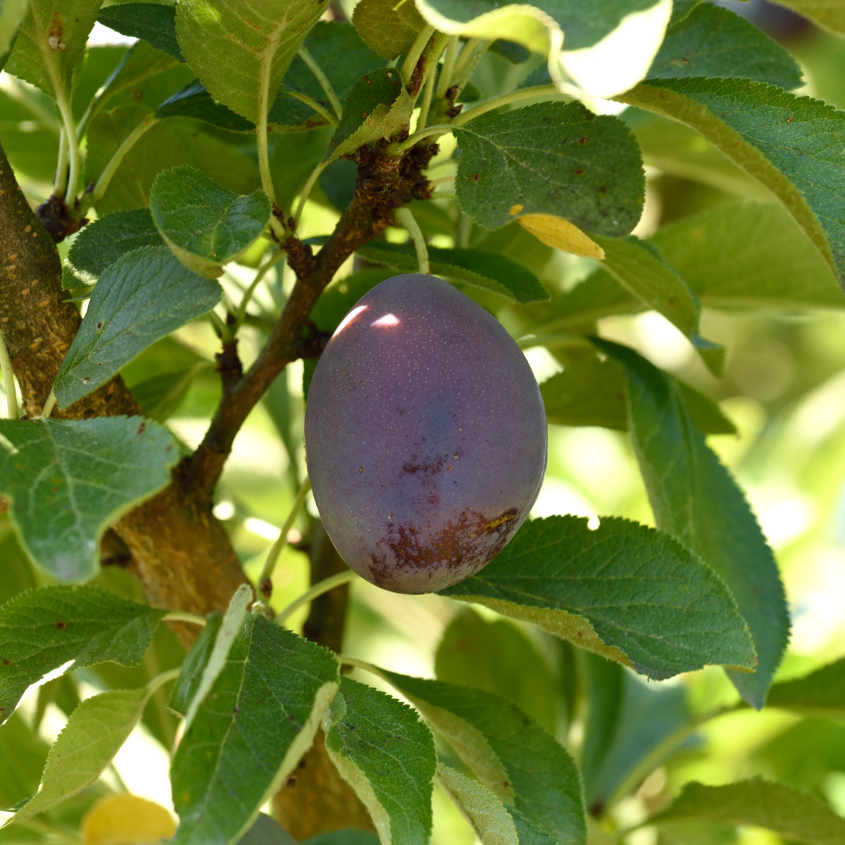 Plommon L&aring;g Stam - Prunus domestica Valor (Storlek: stam St.JulA 2-&aring;rs co)