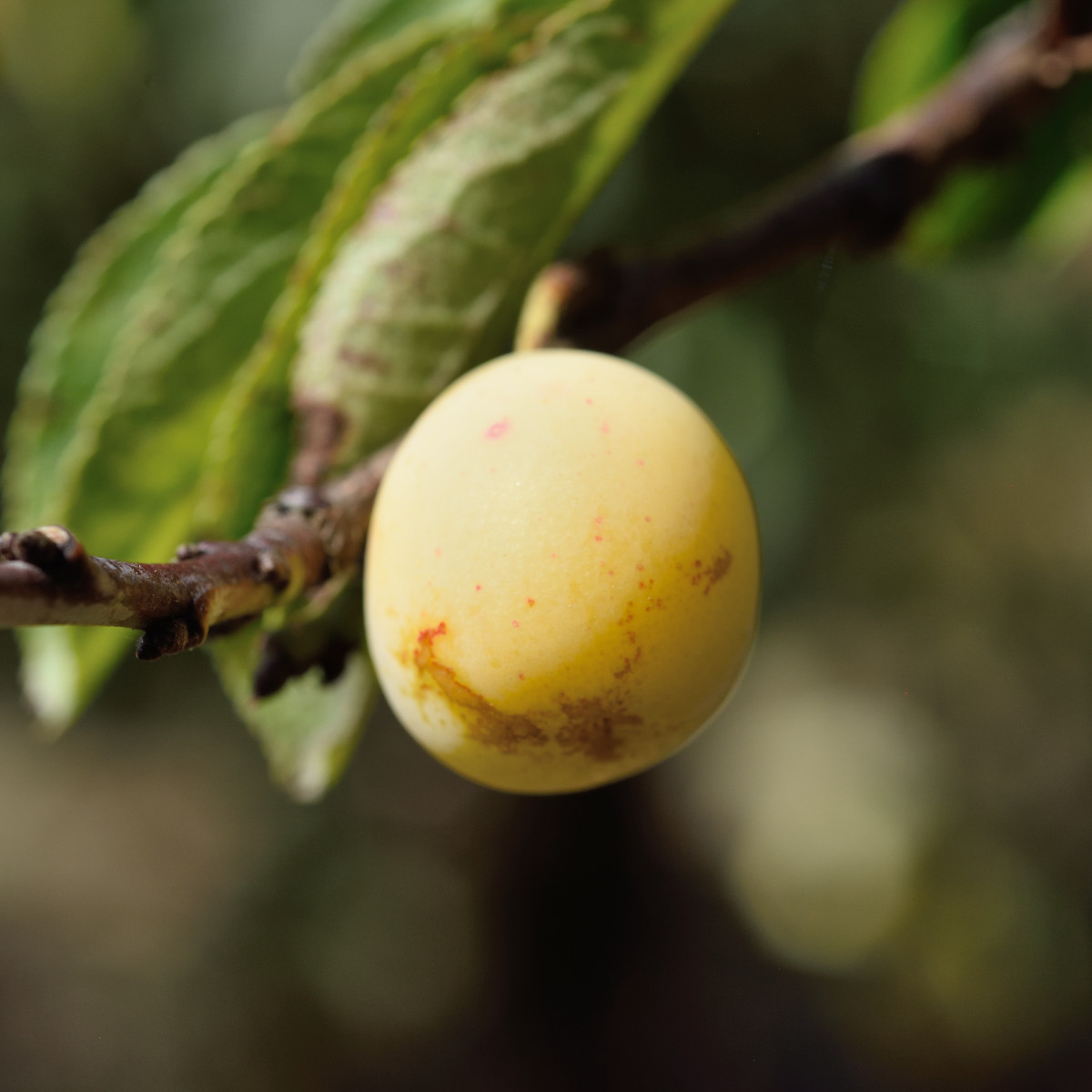 Mirabell - Prunus domestica Stor Mirabell (Mirabelle de Nancy) (Storlek: 60 stam P. cer 2 &aring;rs co)