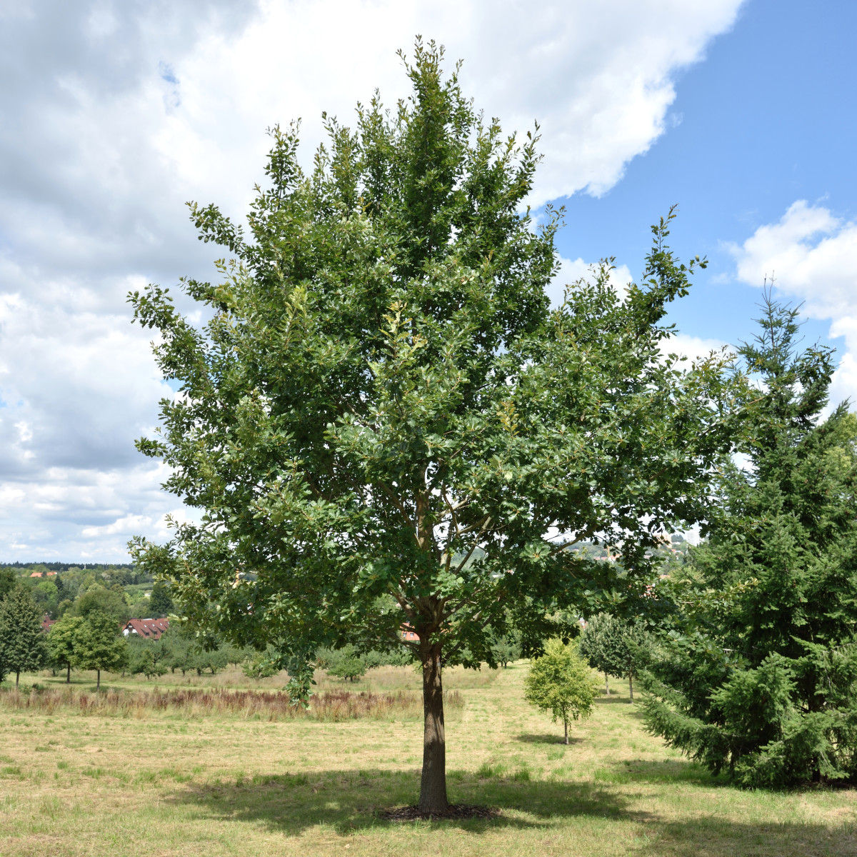 Bergek - Quercus petraea Fk Agder (Storlek: utr 150-200 co)