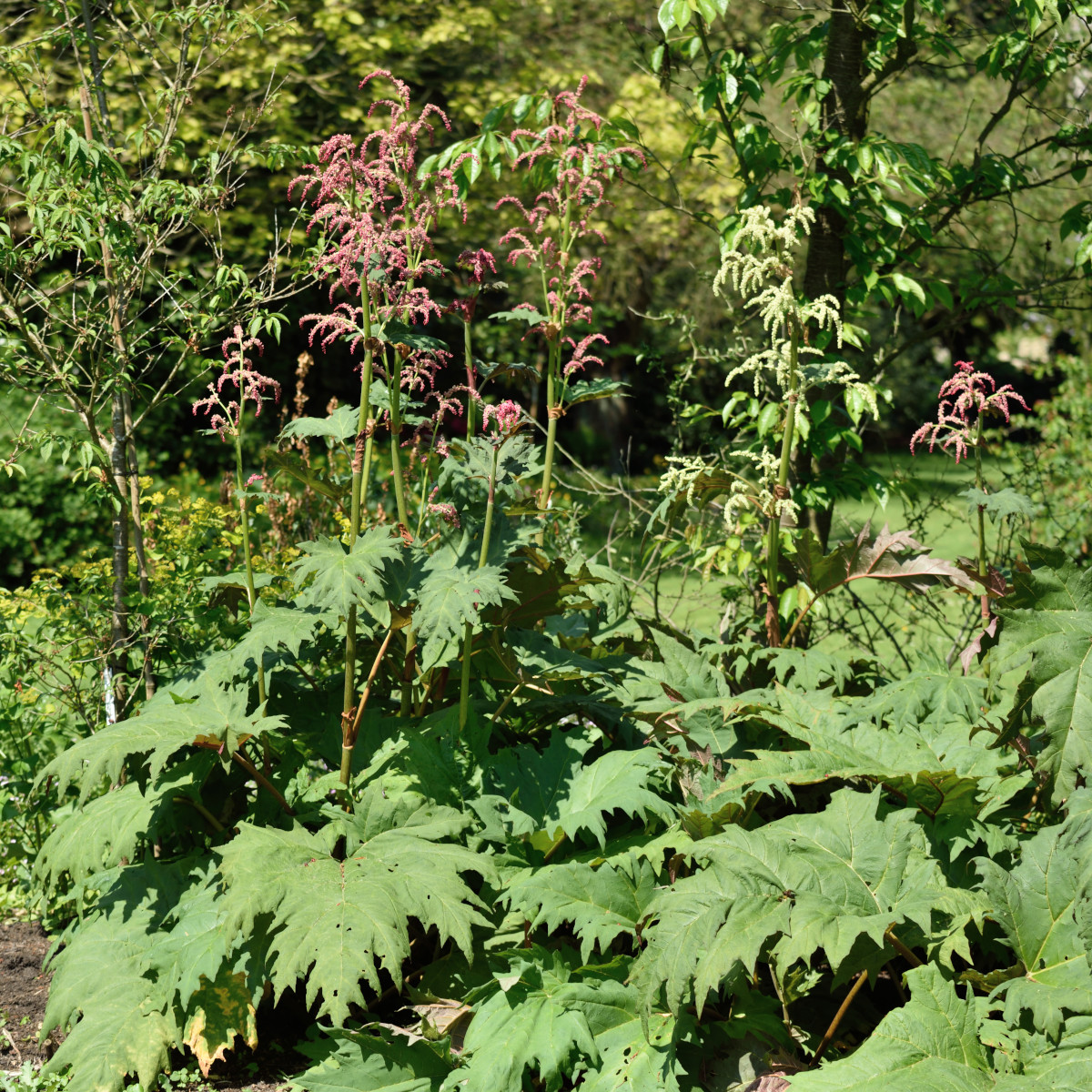 R&ouml;d Flikrabarber - Rheum palmatum tanguticum (Krukstorlek: 0,5-1L)