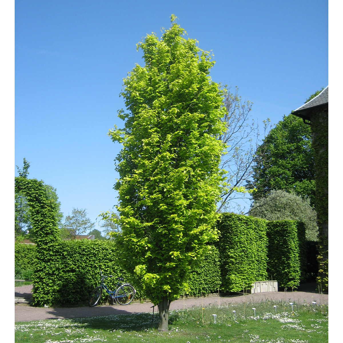 Bok - Fagus sylvatica Dawyck Gold (Storlek: utr 125-150 k)