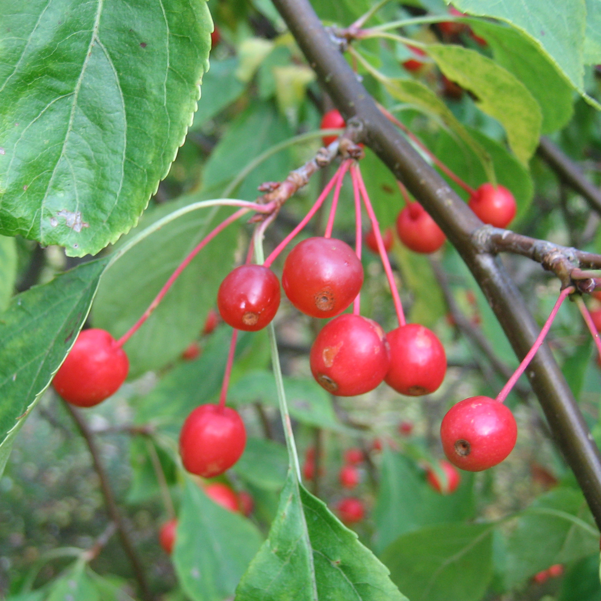 Prydnadsapel - Malus Red Jade (Storlek: busk co)