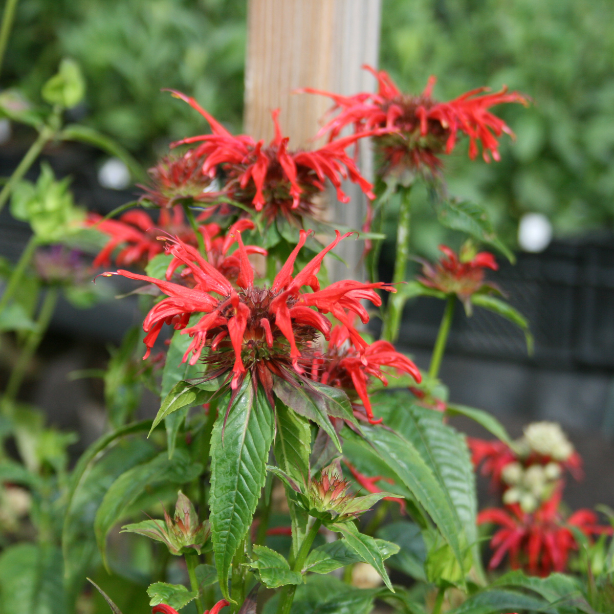 Temynta - Monarda didyma Squaw (Oneida) (Krukstorlek: 0,5-1L)