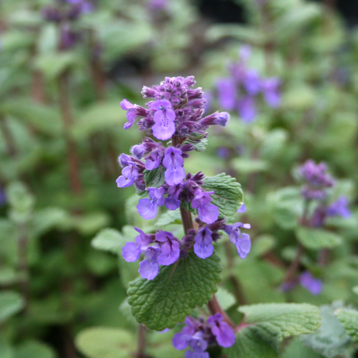 Bergnepeta / Kattmynta - Nepeta racemosa Little Titch (Krukstorlek: 0,5-1L)
