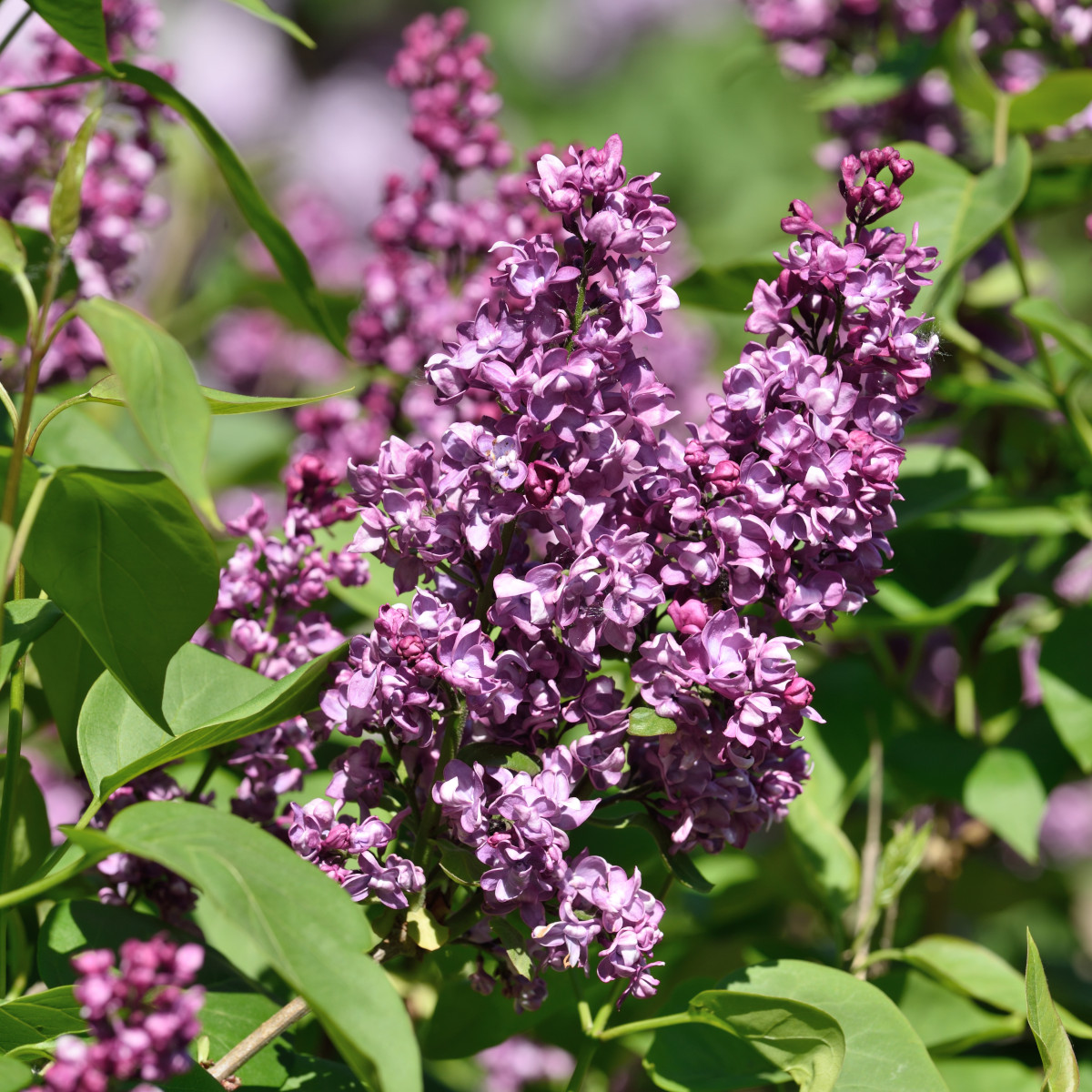 Ädelsyrén - Syringa vulgaris Charles Joly (Storlek: 120 stam co)