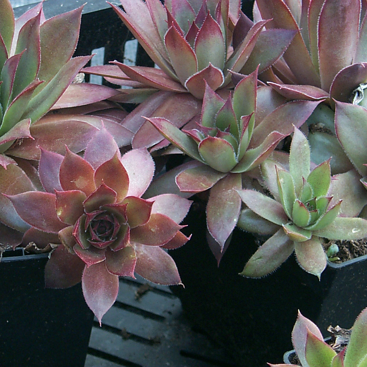 Taklök - Sempervivum hybr. Granat (Krukstorlek: 0,5-1L)