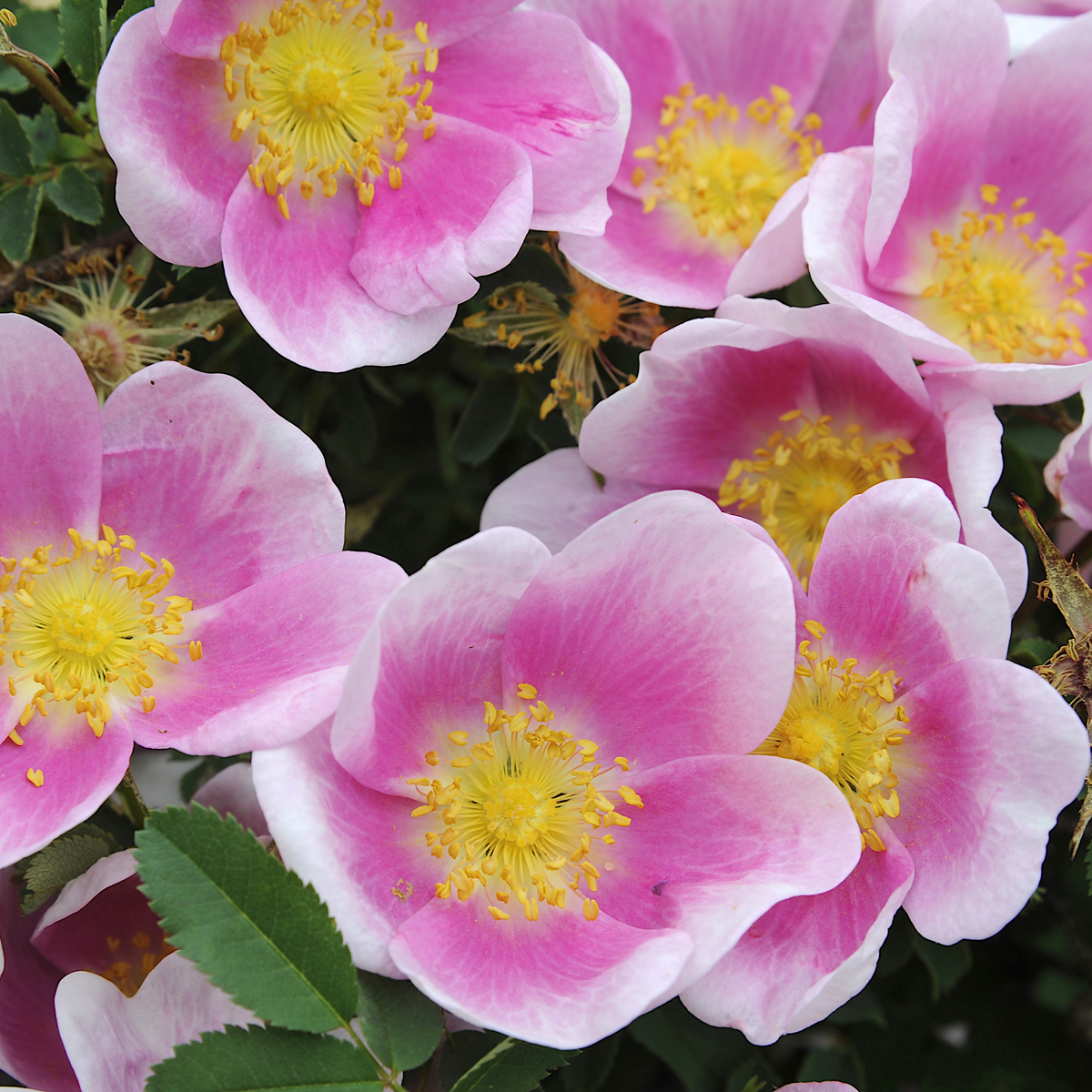 Spinosissimaros - Rosa spinosissima H&auml;llestorp (Krukstorlek: 4L)