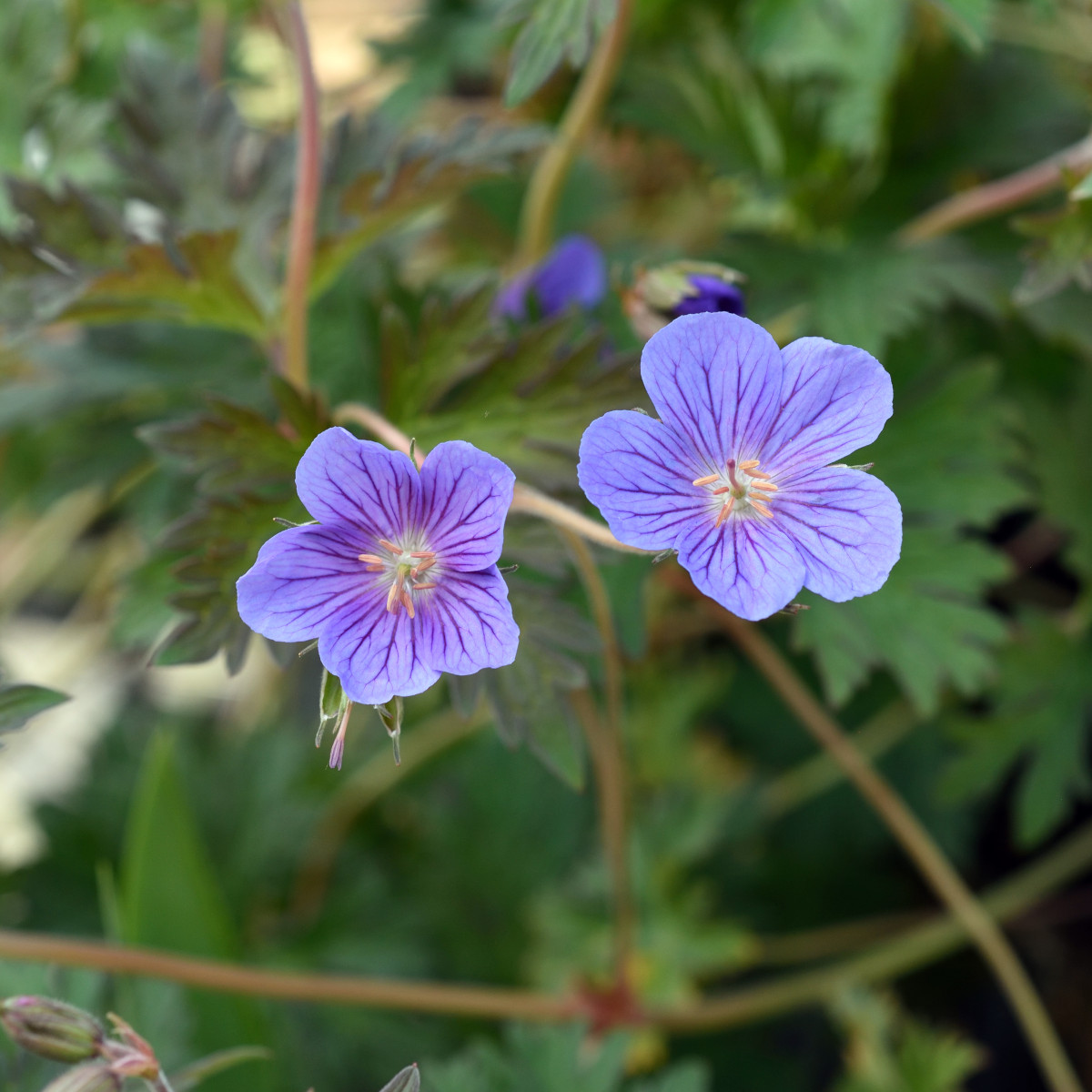Praktnäva - Geranium himalayense Kaya ® (Krukstorlek: 0,5-1L)