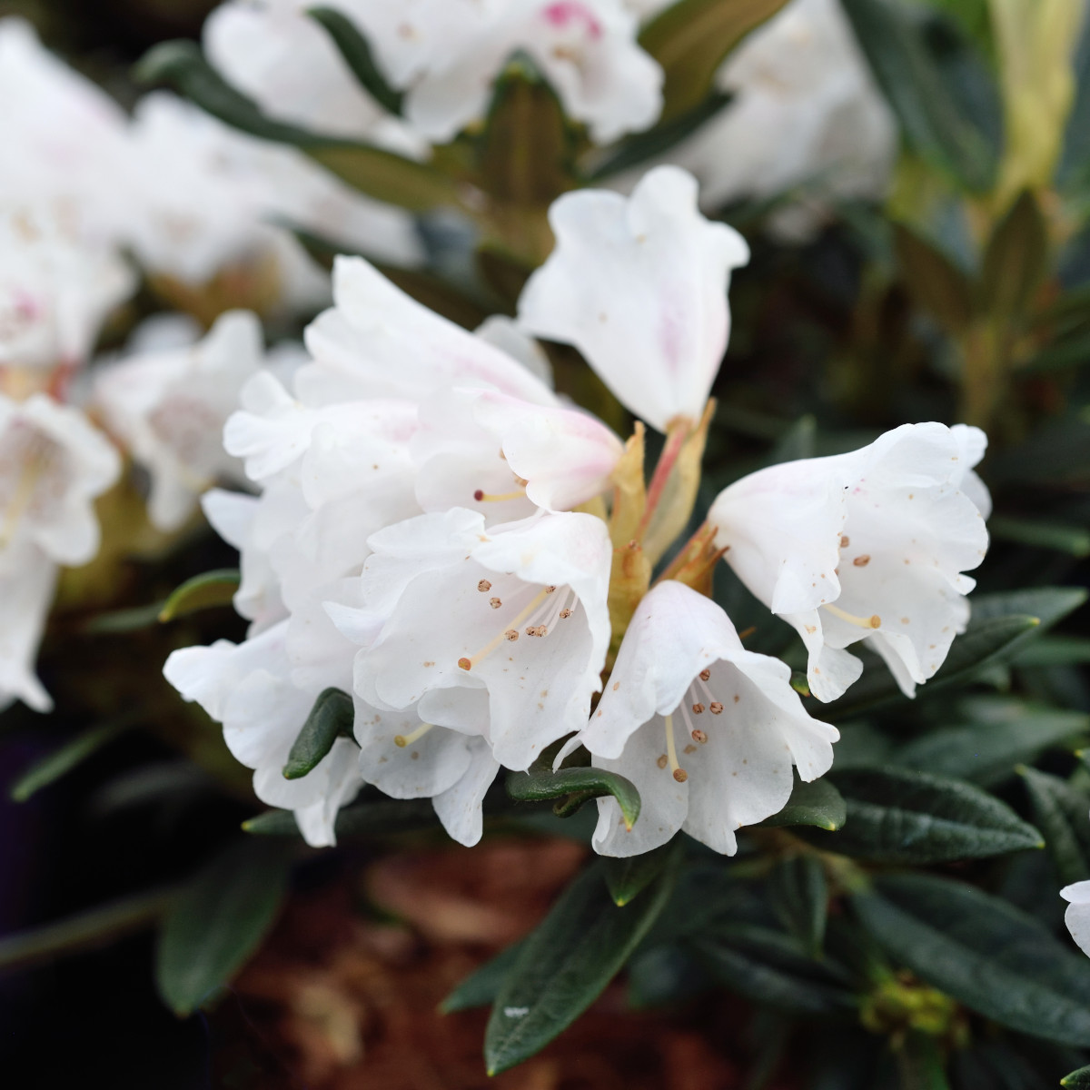 Smalbladig Fingerrododendron - Rhododendron roxieanum Blewbury (Storlek: 30-40 C5)