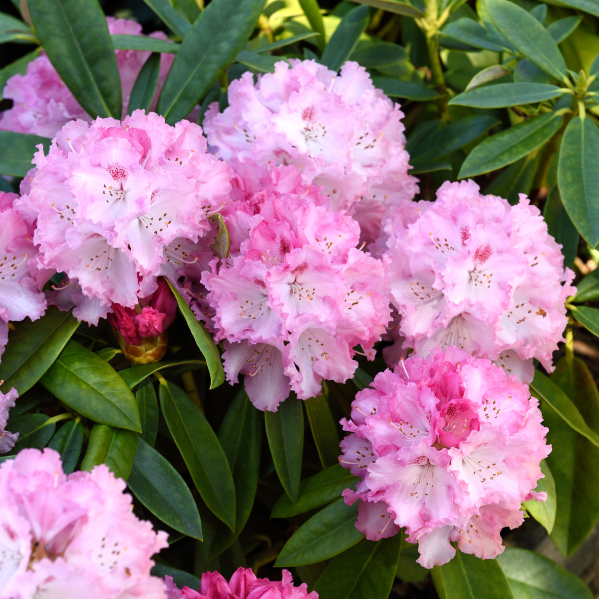 Rododendron - Rhododendron yak. hybr. Arabella (Storlek: 25-30 C3)