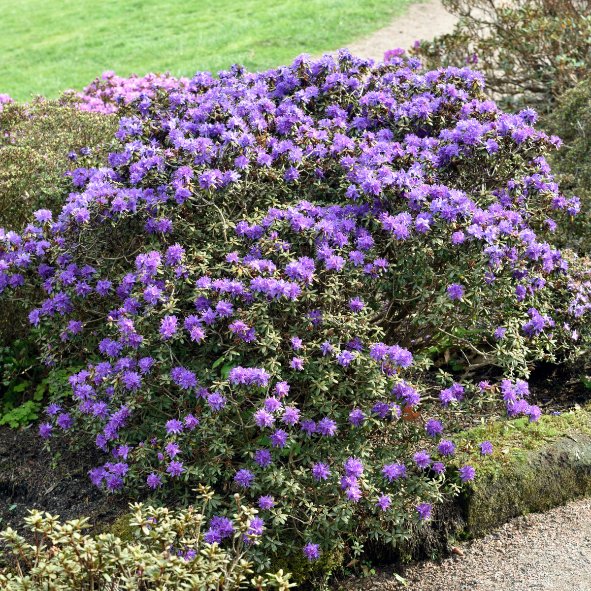 Blåalpros - Rhododendron russatum (Storlek: 25-30 C3)