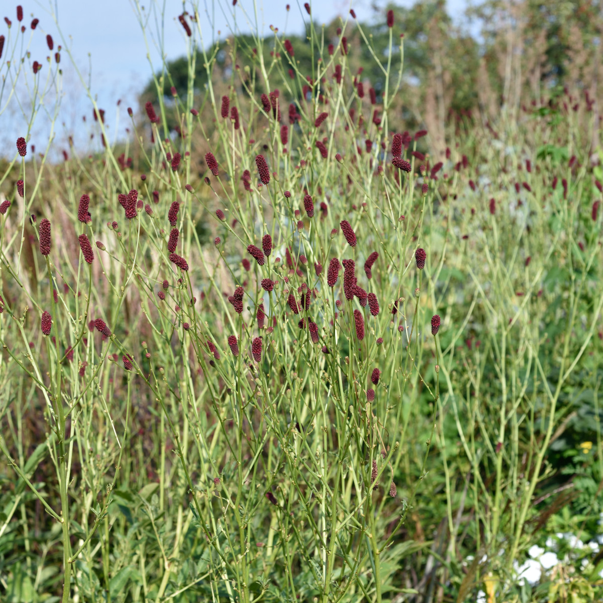 Blodtopp - Sanguisorba officinalis Cangshan Cranberry (Krukstorlek: 0,5-1L)