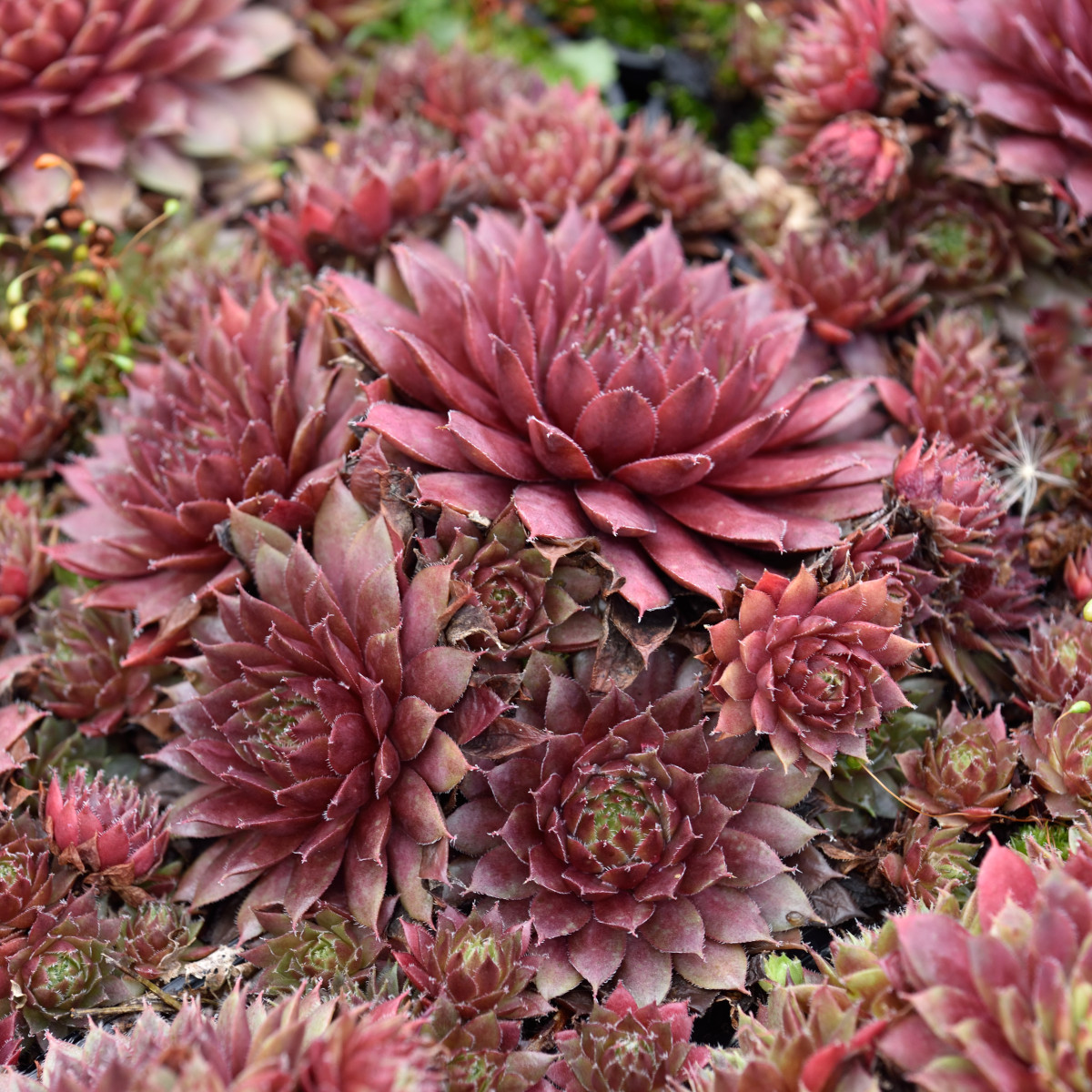 Taklök - Sempervivum hybr. Purple Passion (Krukstorlek: 0,5-1L)