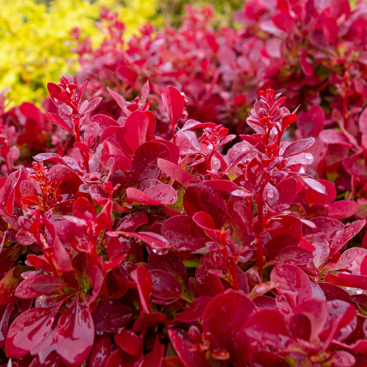Dv&auml;rgberberis - Berberis thunbergii Lutin Rouge &reg; (Storlek: 20 C3)