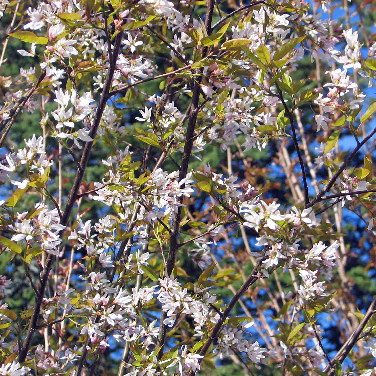 Storblommig Häggmispel - Amelanchier x grandiflora Robin Hill (Storlek: 150 stam C10)