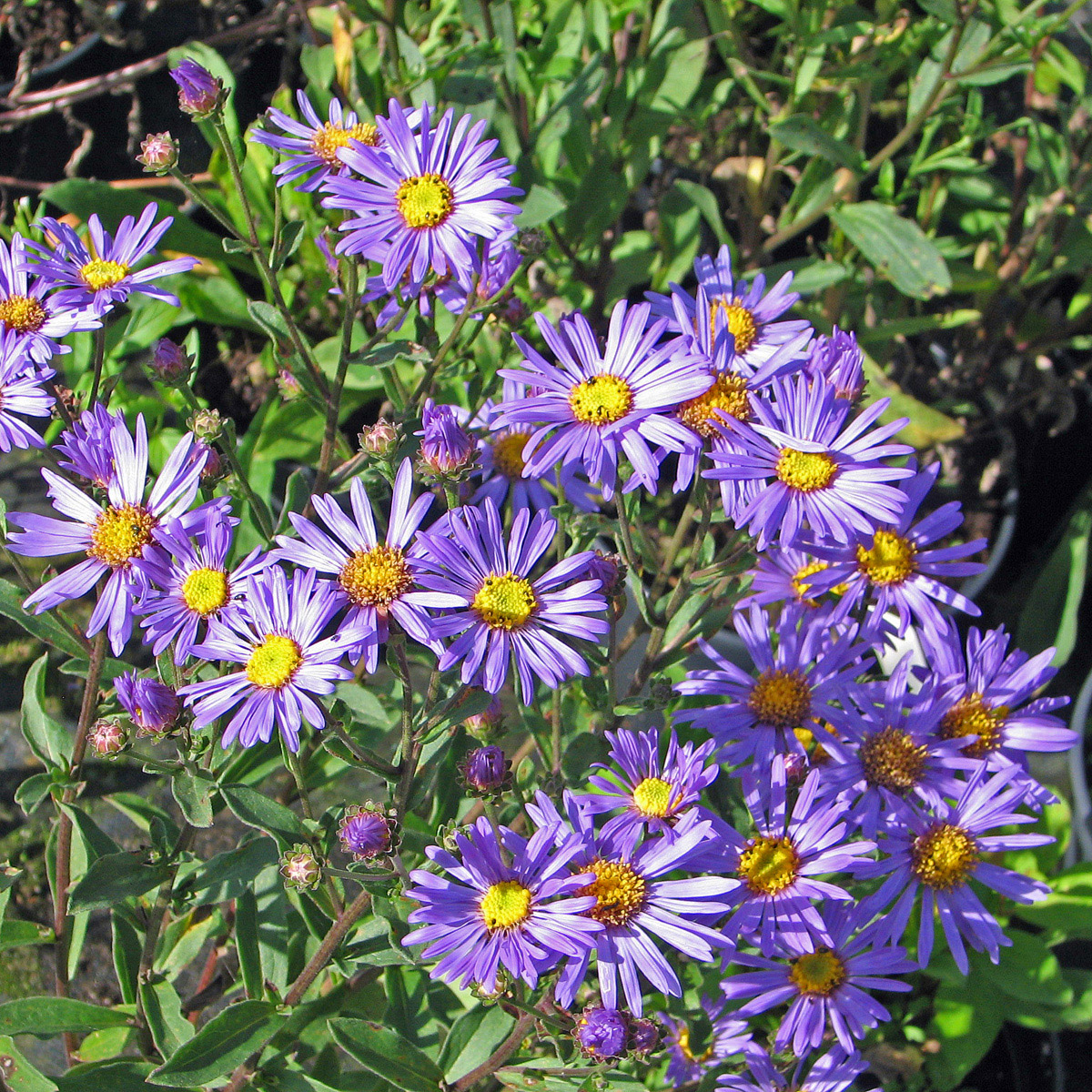 Brittsommaraster - Aster amellus Rudolf Goethe (Krukstorlek: 0,5-1L)