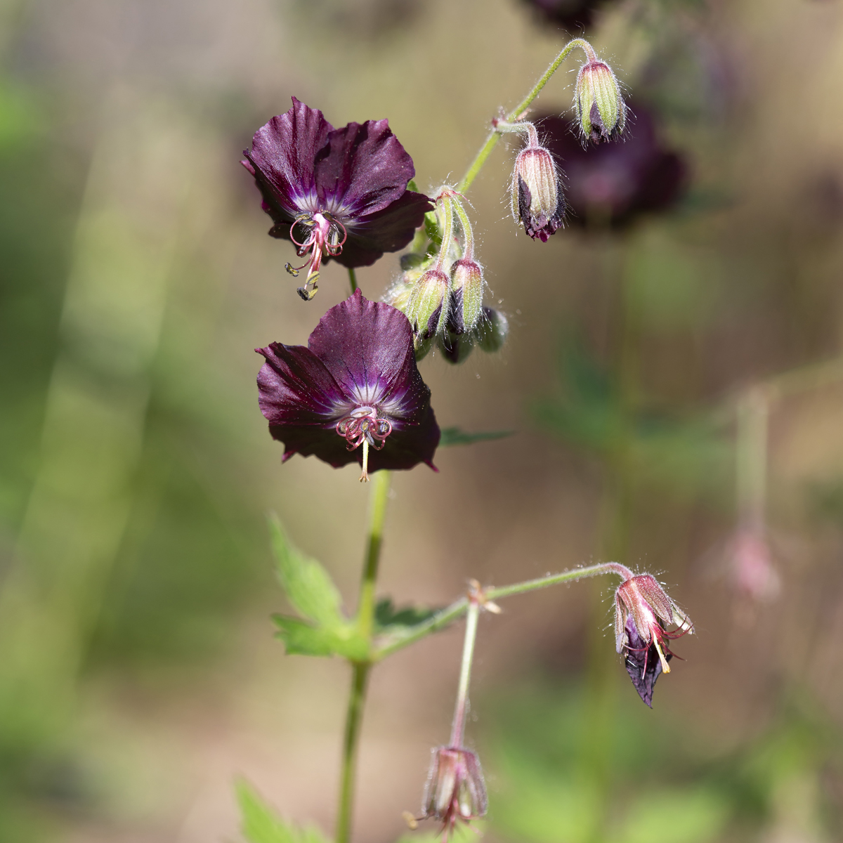 Brunnäva - Geranium phaeum (Krukstorlek: 0,5-1L)