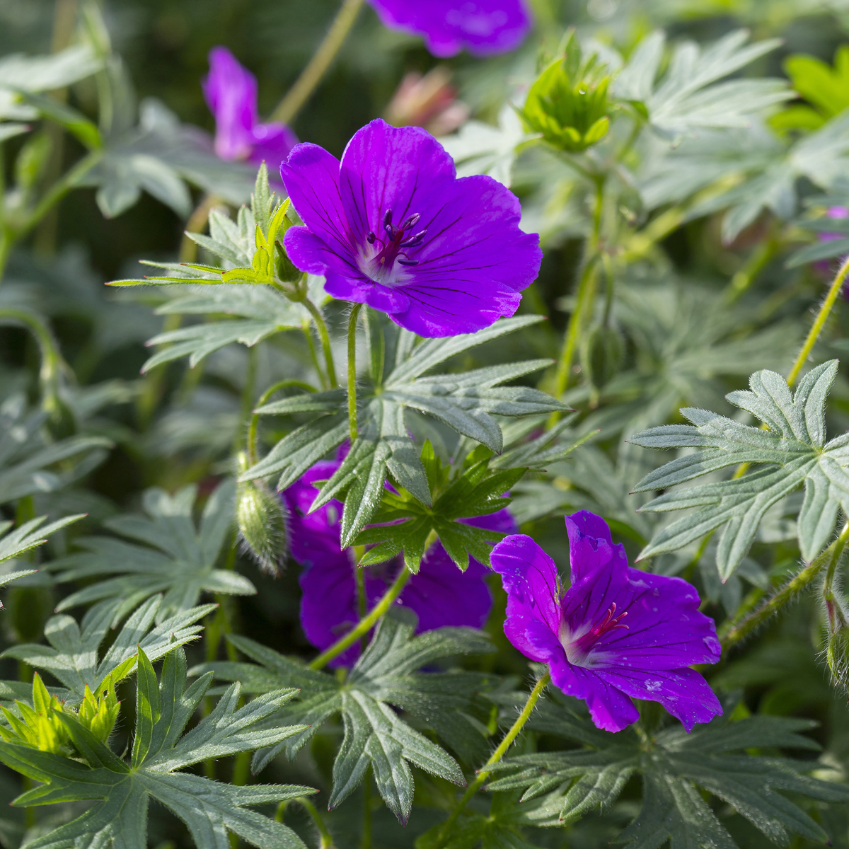 Trädgårdsnäva - Geranium Tiny Monster (Krukstorlek: 0,5-1L)